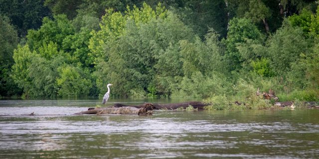 Czapla na odcinku Wisły pomiędzy Mostem Grota a Północnym